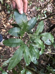 Acronychia pubescens