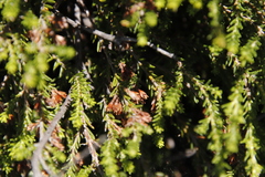 Erica caffrorum
