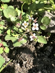 Cardamine cordata