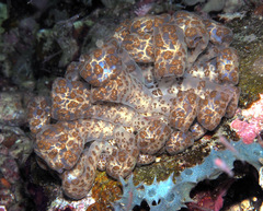 Phyllodesmium longicirrum