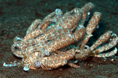 Phyllodesmium longicirrum