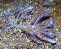 Phyllodesmium longicirrum