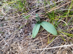 Ophrys sphegodes massiliensis
