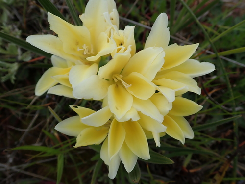 Babiana vanzijliae