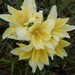 Yellow Bentflower Bobbejaantjie - Photo no rights reserved, uploaded by Peter Warren