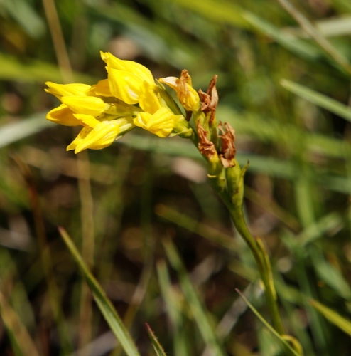 Image of Schizochilus zeyheri by (c) Tony Rebelo, some rights reserved (CC BY-SA)