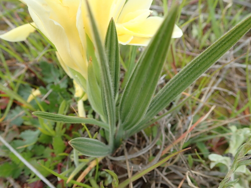Image of Babiana vanzijliae by no rights reserved