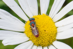 Pseudochrysis uniformis