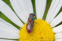 Pseudochrysis uniformis