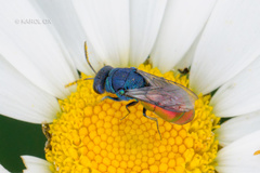 Pseudochrysis neglecta