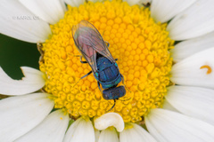 Pseudochrysis neglecta