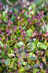 Harrimanella hypnoides