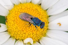 Pseudochrysis neglecta