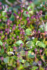 Harrimanella hypnoides