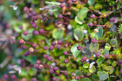 Harrimanella hypnoides