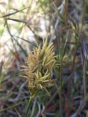 Carex douglasii