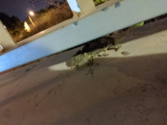 Chamaeleo chamaeleon