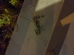 Chamaeleo chamaeleon