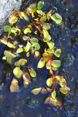 Salix herbacea