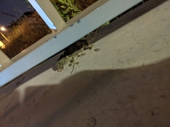 Chamaeleo chamaeleon