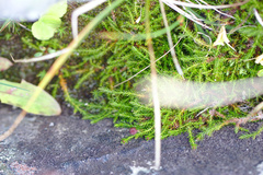 Harrimanella hypnoides