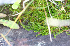 Harrimanella hypnoides