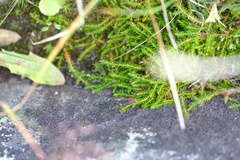 Harrimanella hypnoides