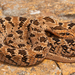 Rhombic Night Adder - Photo (c) Gus Benson, some rights reserved (CC BY-NC), uploaded by Gus Benson
