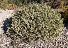 Thymelaea tartonraira