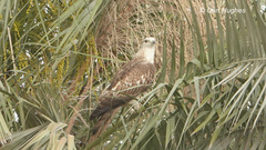 Pernis ptilorhynchus