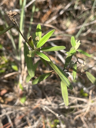 Croton linearis image