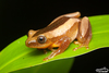 Fornasini's Spiny Reed Frog - Photo (c) Gus Benson, some rights reserved (CC BY-NC), uploaded by Gus Benson