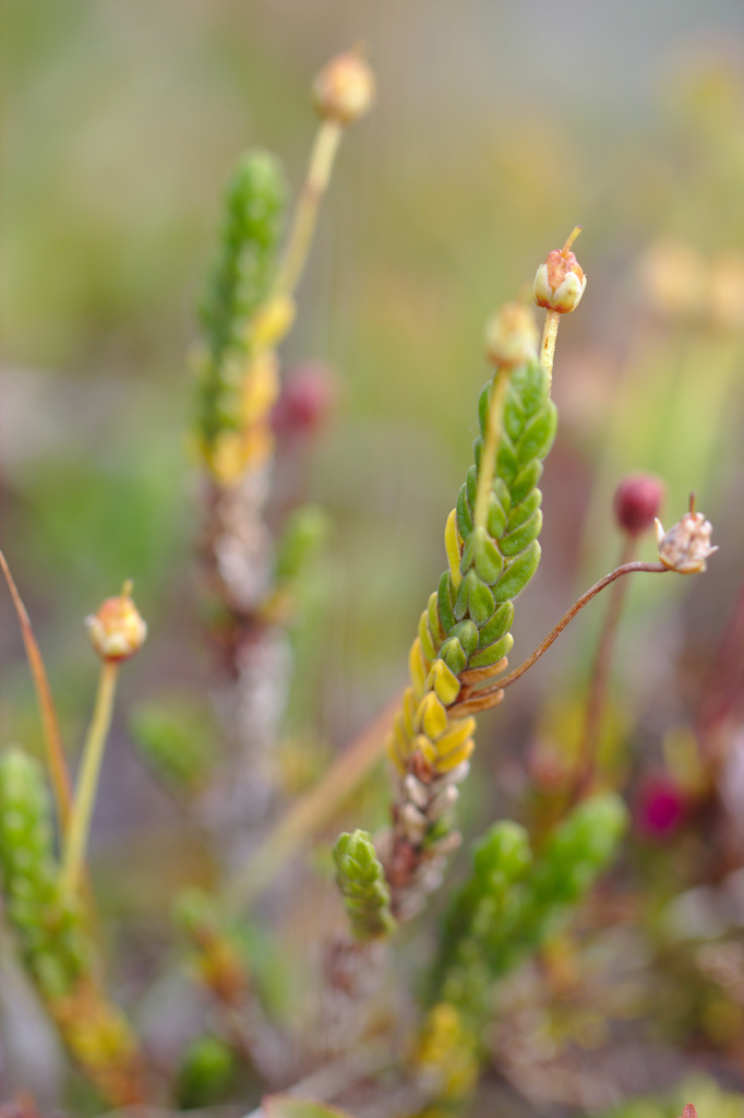 Arctic bell-heather from Tunturi Lapland, Finland on August 28, 2021 at ...