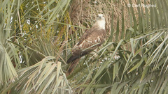 Pernis ptilorhynchus