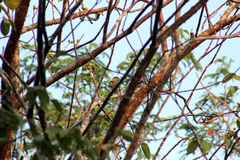 Myiarchus yucatanensis