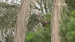 Pernis ptilorhynchus