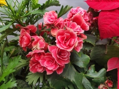 Begonia × hiemalis