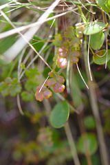 Thalictrum alpinum