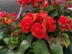 Begonia × hiemalis