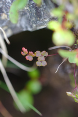 Thalictrum alpinum