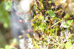 Harrimanella hypnoides