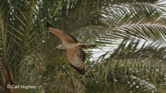 Pernis ptilorhynchus