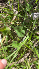 Medicago arabica
