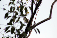 Myiarchus yucatanensis