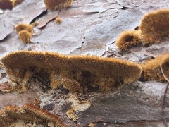 Trichaptum byssogenum