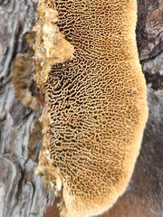 Trichaptum byssogenum