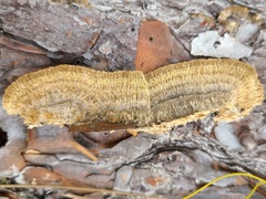 Trichaptum byssogenum