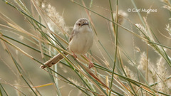 Prinia