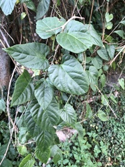 Cissus kerrii