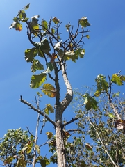 Dipterocarpus tuberculatus